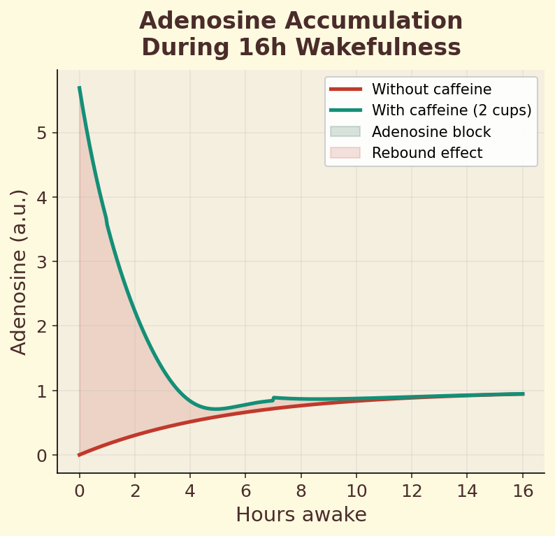 Adenosine accumulation during wakefulness with and without caffeine