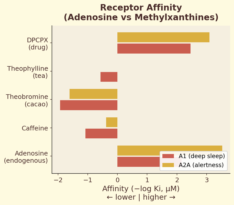 Receptor affinity comparison of adenosine vs methylxanthines