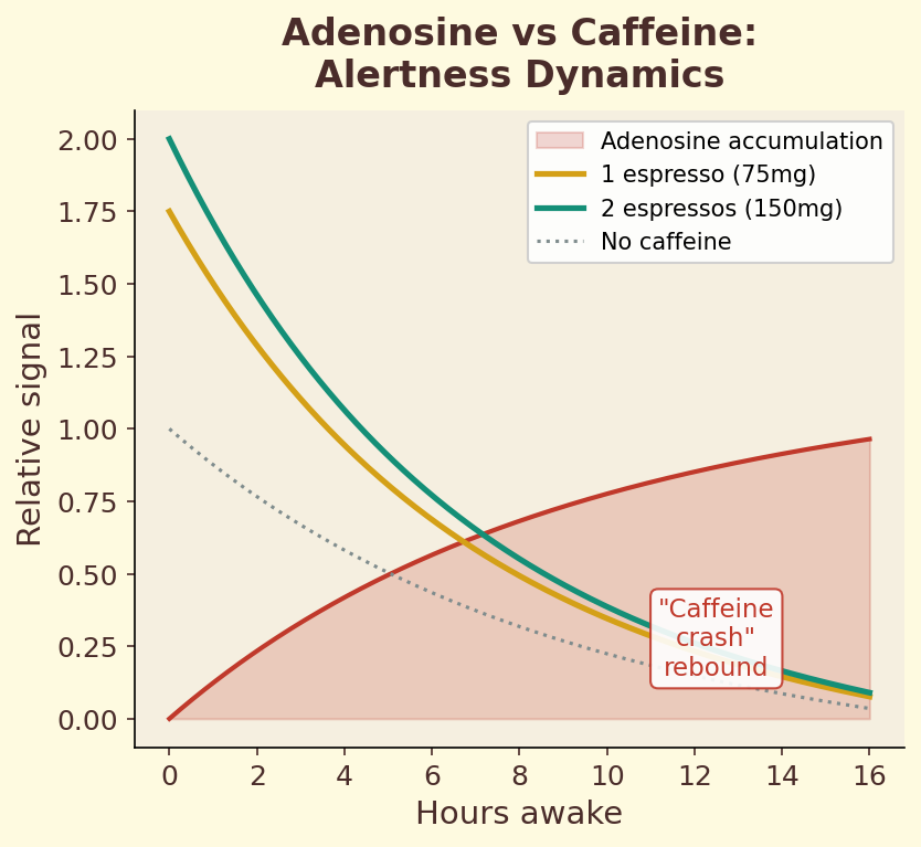 Adenosine vs caffeine alertness dynamics
