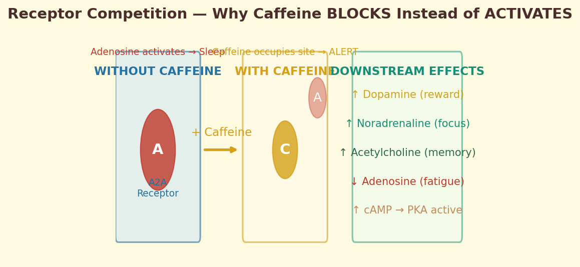 Receptor competition diagram showing how caffeine blocks adenosine