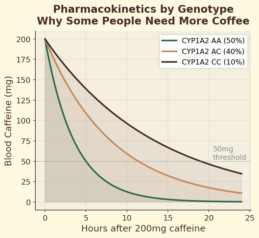 Pharmacokinetics curves by CYP1A2 genotype