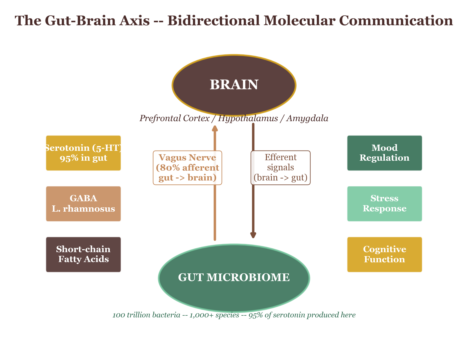 Neural and humoral pathways of the gut-brain axis