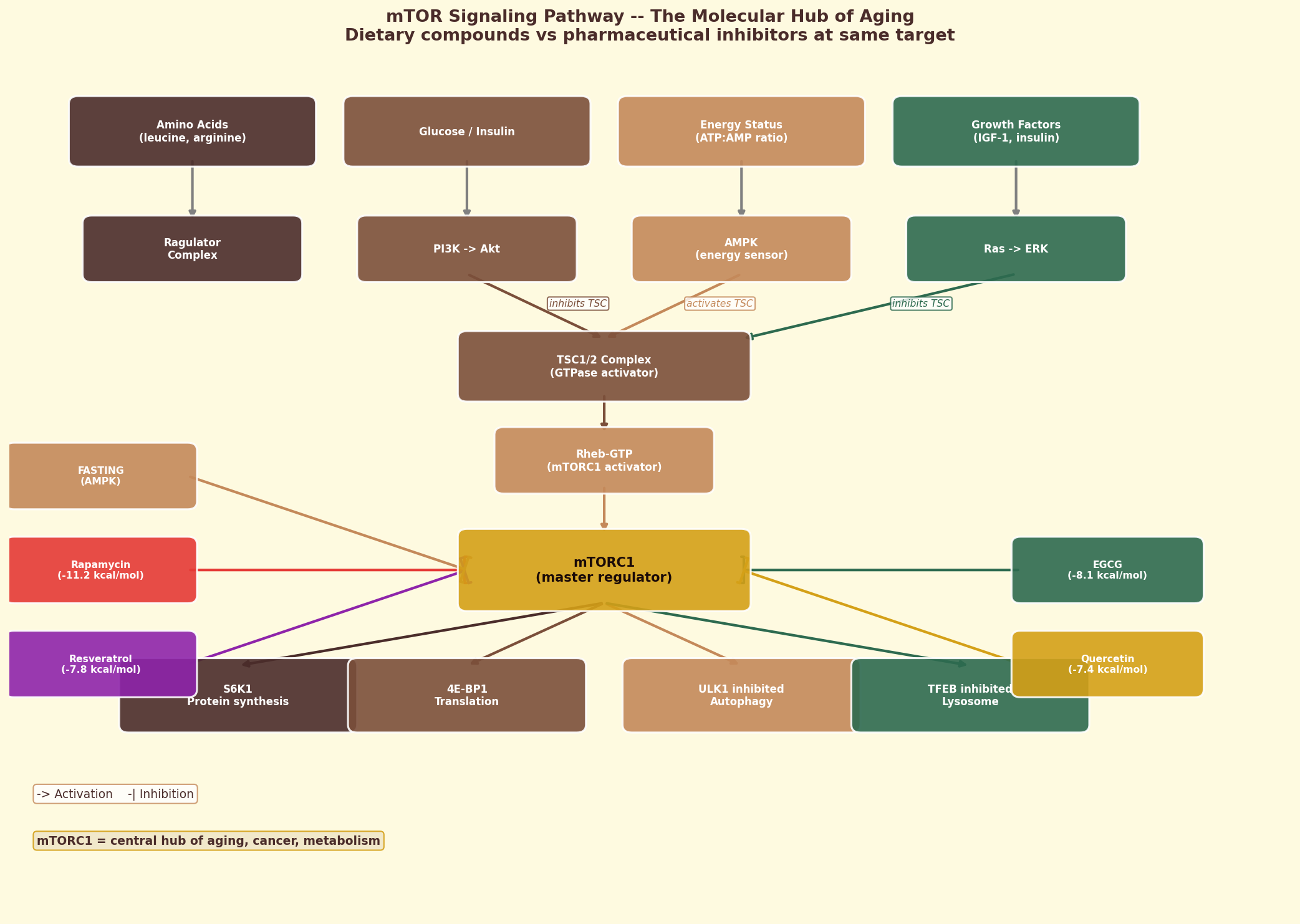The mTOR signaling pathway and coffee compound interactions