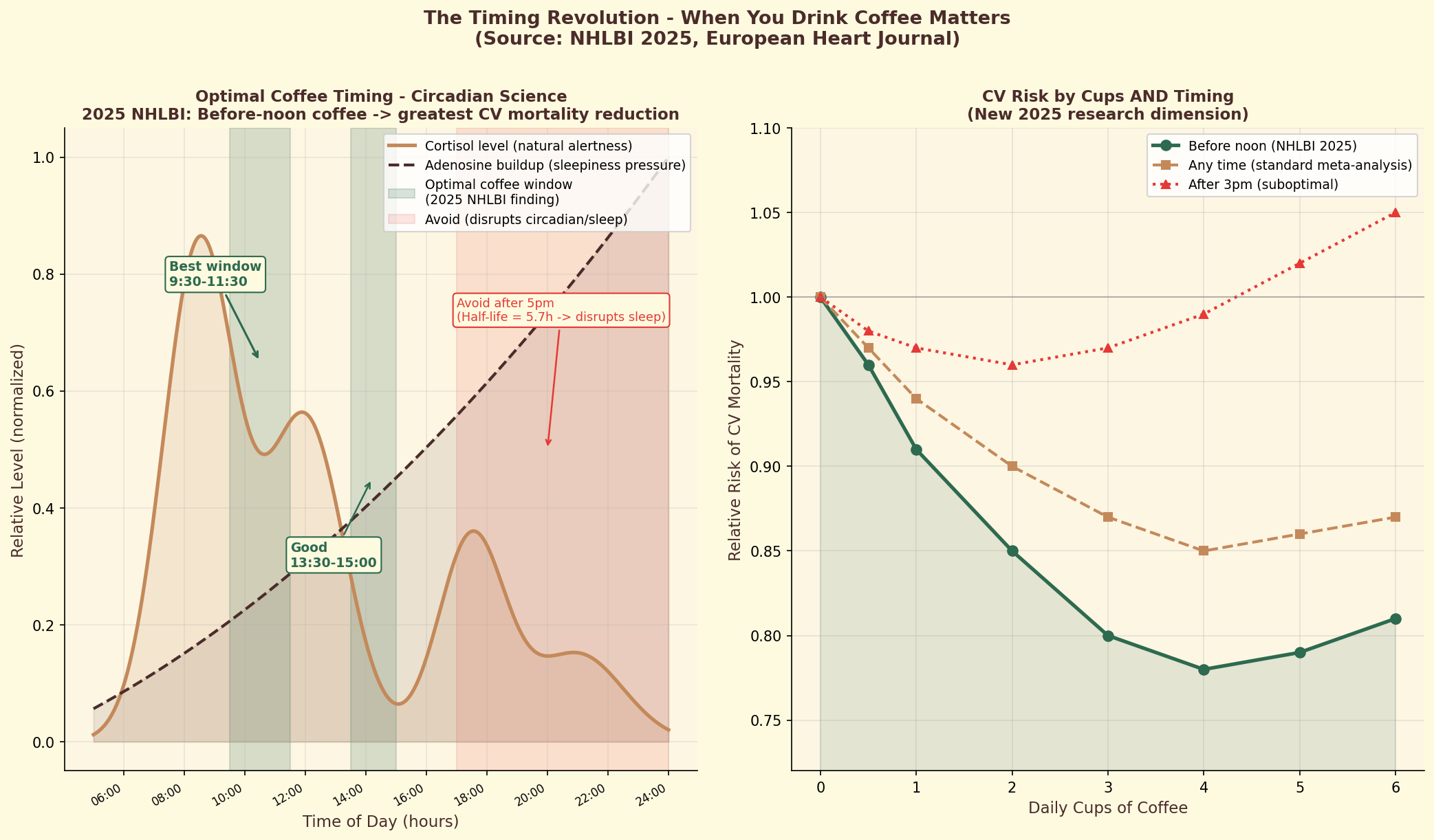 Optimal coffee timing relative to circadian cortisol cycles