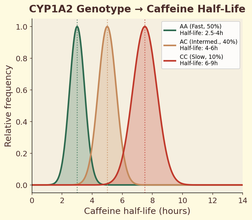 CYP1A2 genotype caffeine half-life distributions