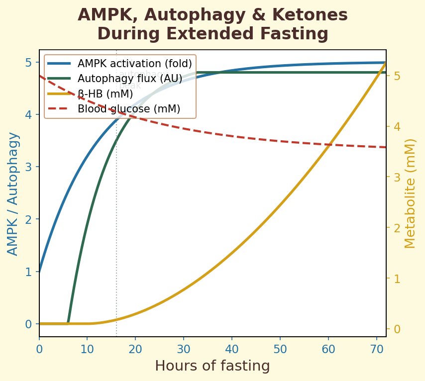 AMPK activation and ketone production during fasting
