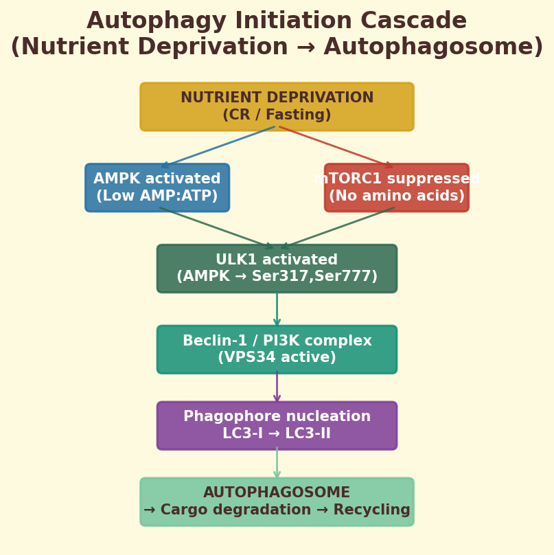ULK1 autophagy initiation cascade