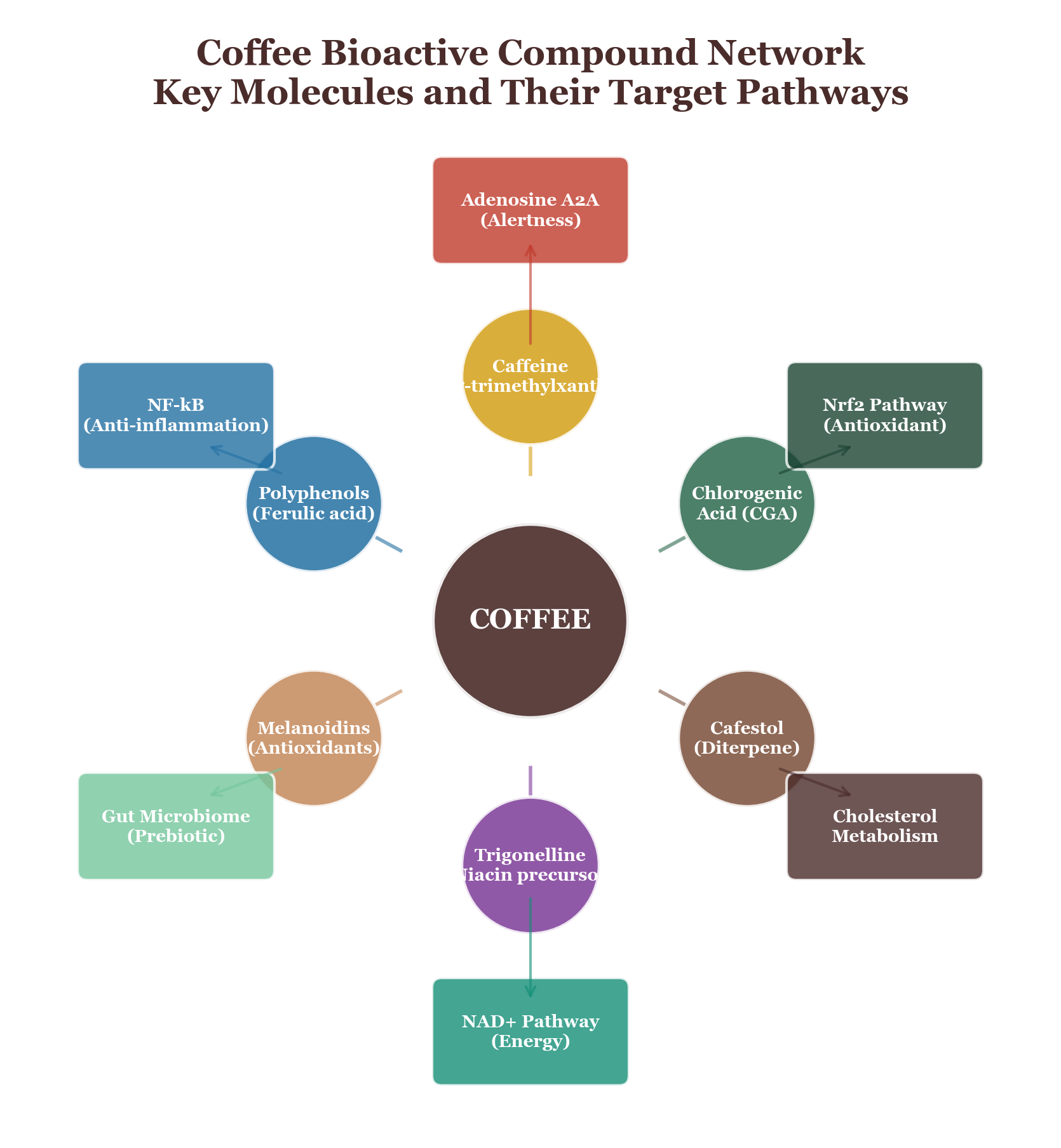 Complete network pharmacology map of coffee compounds and their biological targets